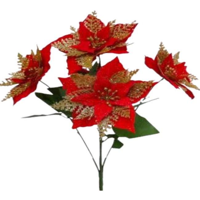 Bico de Papagaio - 48cm