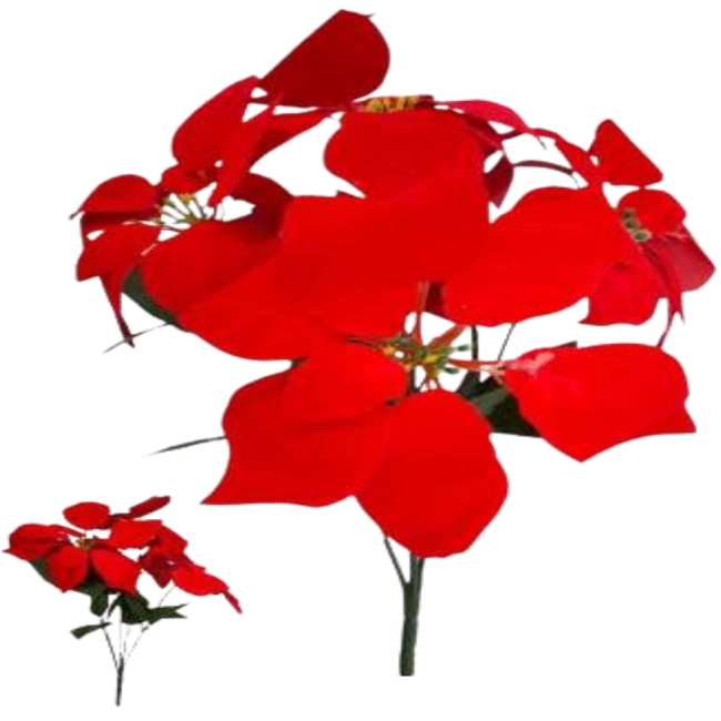 Bico de Papagaio Aveludado 45 cm